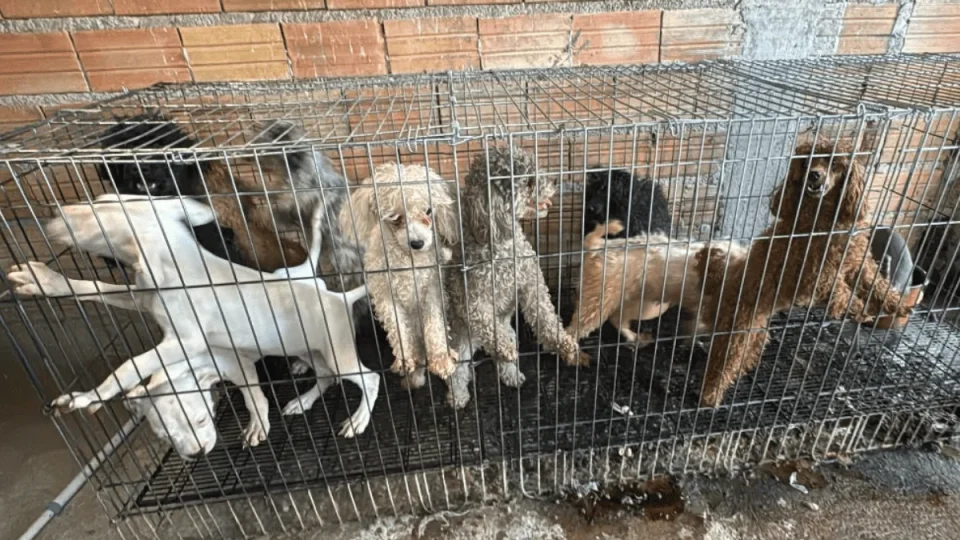 Mais de 60 animais são resgatados em canil clandestino na Zona Sul de São Paulo