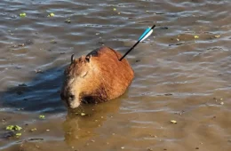 Capivara encontrada com flecha no corpo morre após resgate na Represa Guarapiranga
