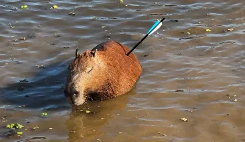 Capivara encontrada com flecha no corpo morre após resgate na Represa Guarapiranga