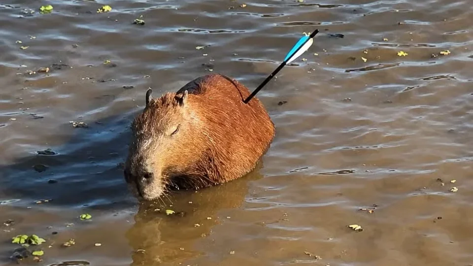 Capivara encontrada com flecha no corpo morre após resgate na Represa Guarapiranga