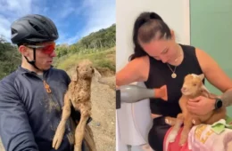 Ciclista encontra filhote de cabra abandonado durante treino e transforma passeio em um resgate emocionante