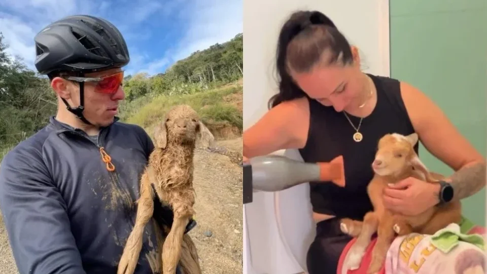 Ciclista encontra filhote de cabra abandonado durante treino e transforma passeio em um resgate emocionante