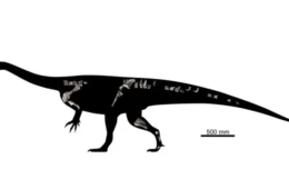 O que um fóssil encontrado na África revela sobre os primeiros dinossauros? Nova espécie surpreende cientistas