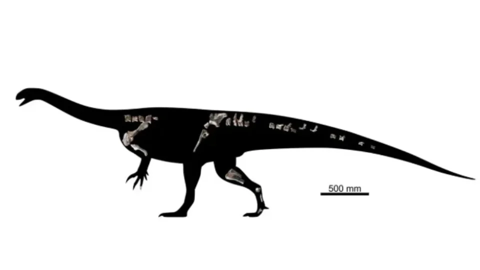 O que um fóssil encontrado na África revela sobre os primeiros dinossauros? Nova espécie surpreende cientistas