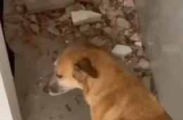 Ventania derruba árvores e atinge ONG que abriga mais de 400 animais no Rio;