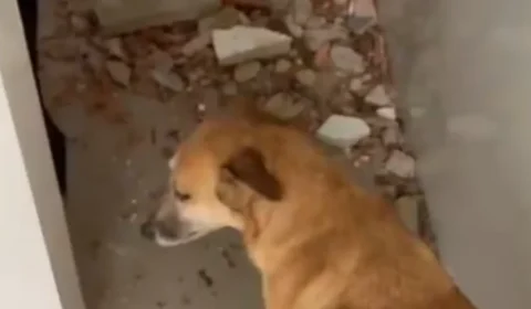 Ventania derruba árvores e atinge ONG que abriga mais de 400 animais no Rio