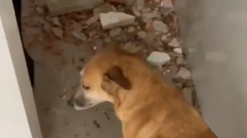 Ventania derruba árvores e atinge ONG que abriga mais de 400 animais no Rio