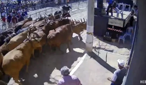 Boiada invade ruas de cidade mineira e provoca correria entre moradores; câmeras registram tudo