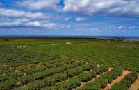 Tarifa dos EUA acelera busca por novos mercados para o agro brasileiro