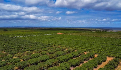 CMN regulamenta renegociação de dívidas rurais e libera operações para produtores e cooperativas