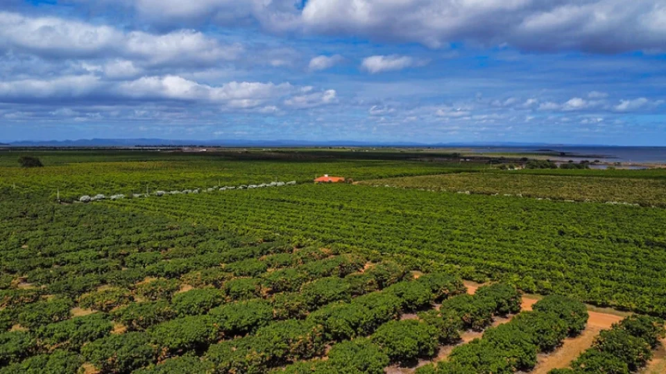 CMN regulamenta renegociação de dívidas rurais e libera operações para produtores e cooperativas