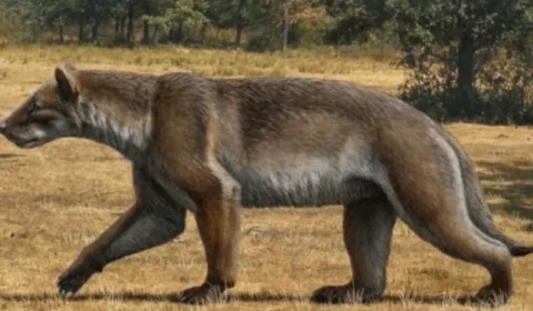 Novo “cão-urso” é descoberto após milhões de anos e revela como era a vida na antiga Europa