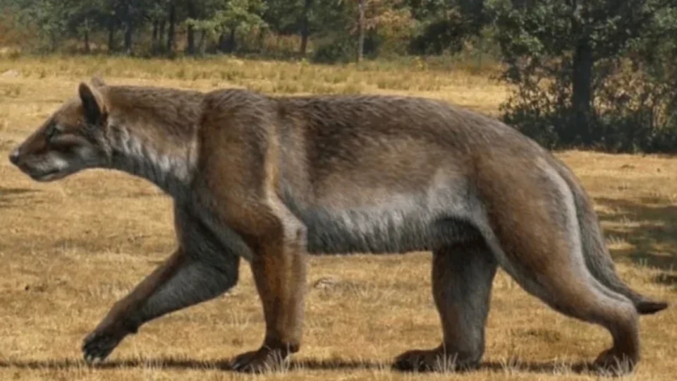 Novo “cão-urso” é descoberto após milhões de anos e revela como era a vida na antiga Europa