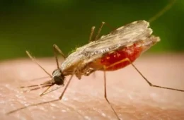 Cientistas da Fiocruz dão passo histórico rumo à vacina universal contra a malária