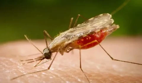 Cientistas da Fiocruz dão passo histórico rumo à vacina universal contra a malária
