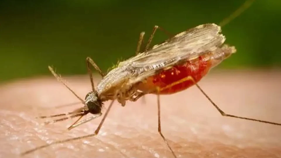Cientistas da Fiocruz dão passo histórico rumo à vacina universal contra a malária