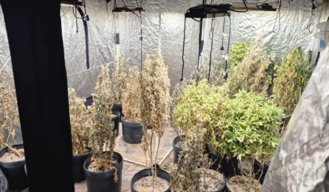 Polícia Civil encontra laboratório de maconha de alto padrão em Seropédica, na Baixada Fluminense do Rio; veja as imagens