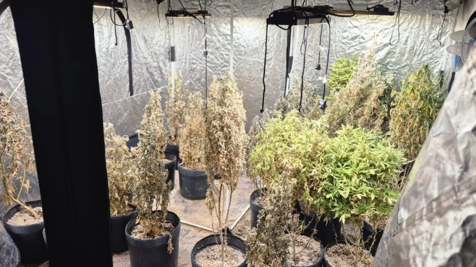 Polícia Civil encontra laboratório de maconha de alto padrão em Seropédica, na Baixada Fluminense do Rio; veja as imagens