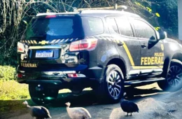 Operação da PF encontra aves raras e animais silvestres em cativeiro; suspeito é preso em Niterói