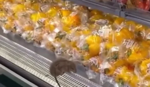 Vídeo mostra rato circulando entre verduras em supermercado de Salvador e gera revolta nas redes