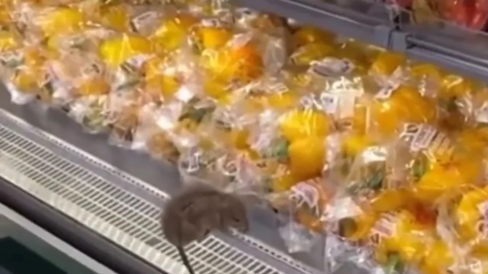Vídeo mostra rato circulando entre verduras em supermercado de Salvador e gera revolta nas redes