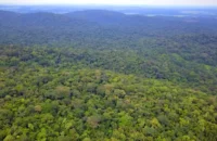 TCU apura possível irregularidade em negociação de créditos de carbono no Acre