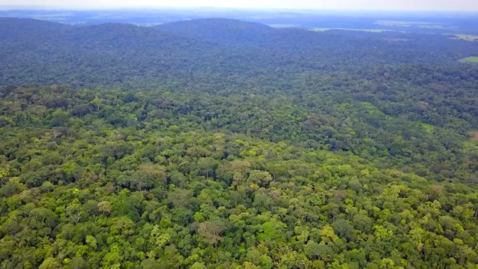 TCU apura possível irregularidade em negociação de créditos de carbono no Acre