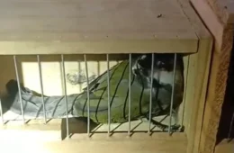 Viagem de mais de mil quilômetros termina com resgate de aves em situação de maus-tratos em MG
