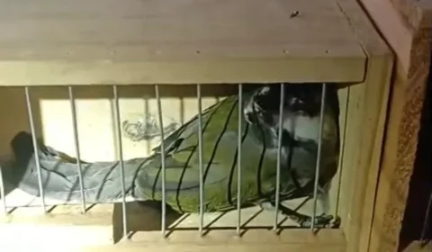 Viagem de mais de mil quilômetros termina com resgate de aves em situação de maus-tratos em MG