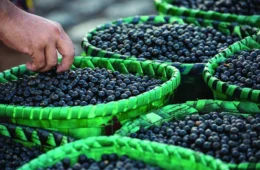 Açaí do Amapá fecha contrato histórico com a China e pode impulsionar a economia da Amazônia