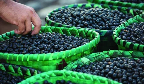Açaí do Amapá fecha contrato histórico com a China e pode impulsionar a economia da Amazônia