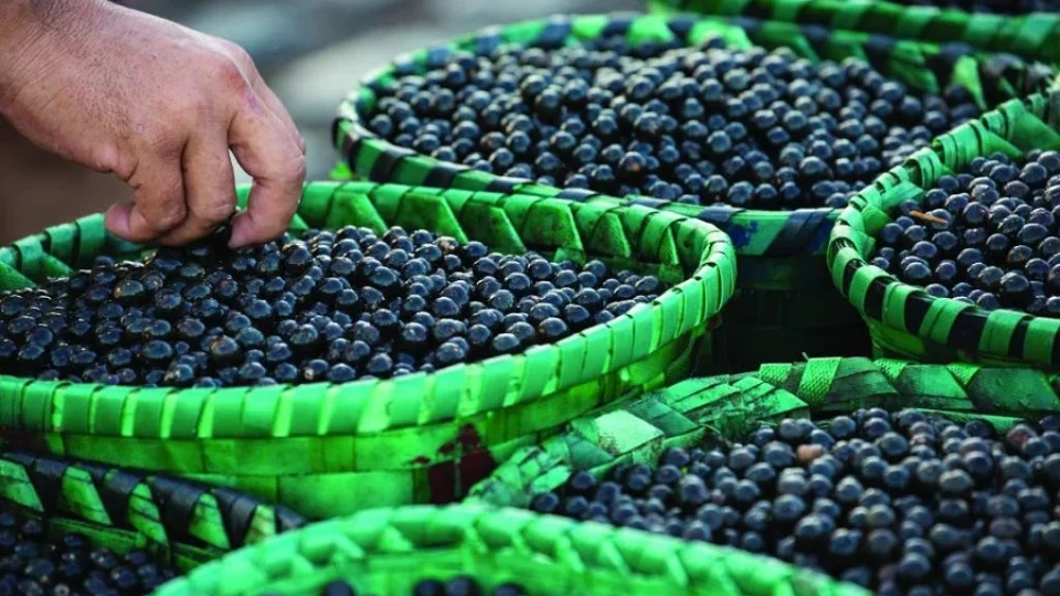 Açaí do Amapá fecha contrato histórico com a China e pode impulsionar a economia da Amazônia