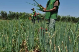 Receita Federal alerta produtores rurais: prazo para regularizar pendências termina na sexta-feira