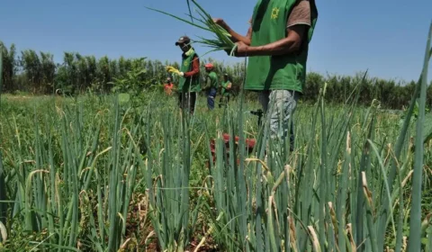 Receita Federal alerta produtores rurais: prazo para regularizar pendências termina na sexta-feira