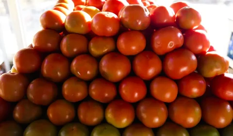 Preço do tomate cai 15,85% nas Ceasas e exportações de frutas brasileiras avançam no primeiro semestre