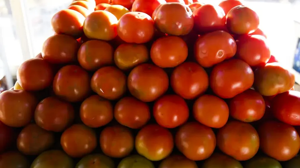 Preço do tomate cai 15,85% nas Ceasas e exportações de frutas brasileiras avançam no primeiro semestre