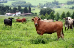Brasil fica a um passo de abrir mercado bilionário da Coreia do Sul para carne bovina