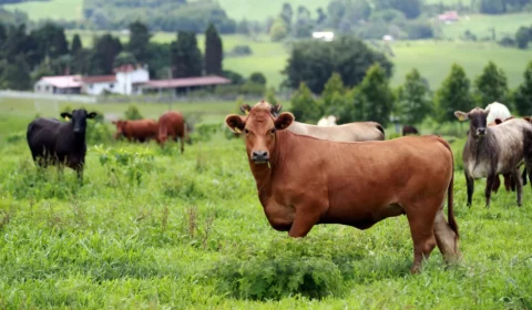 Brasil fica a um passo de abrir mercado bilionário da Coreia do Sul para carne bovina