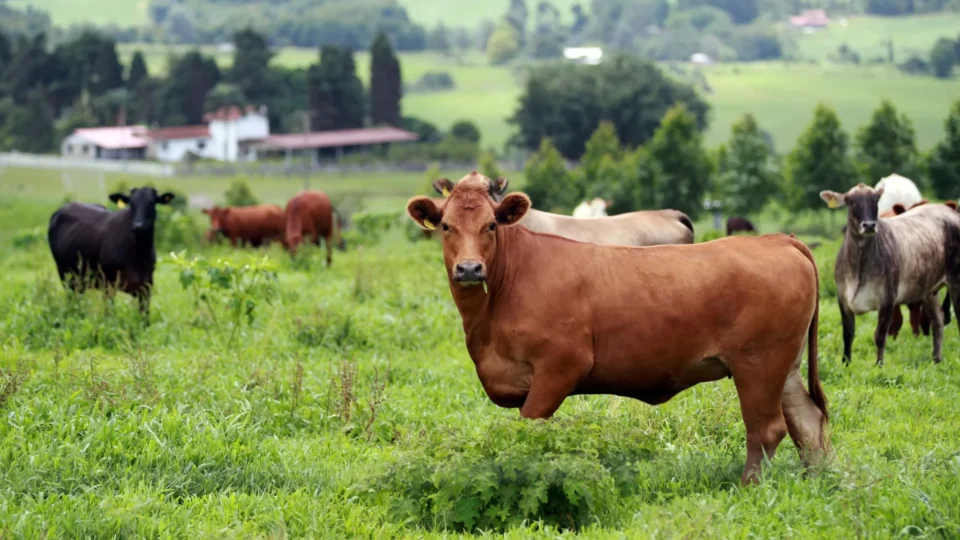 Brasil fica a um passo de abrir mercado bilionário da Coreia do Sul para carne bovina