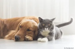 STF decide que prefeituras devem acolher cães e gatos abandonados