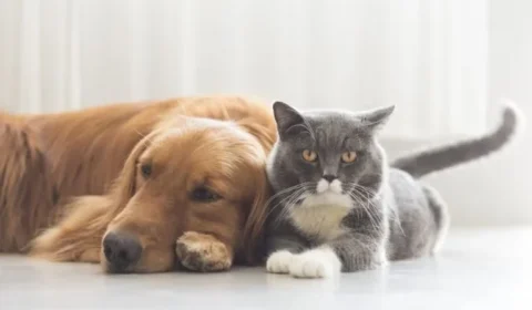 STF decide que prefeituras devem acolher cães e gatos abandonados