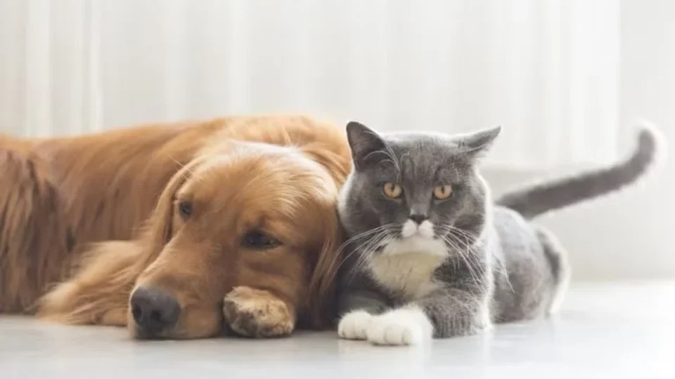 STF decide que prefeituras devem acolher cães e gatos abandonados