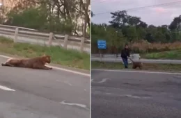 Vídeo mostra homem puxando onça-parda pelo rabo em rodovia de SP