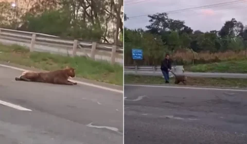 Vídeo mostra homem puxando onça-parda pelo rabo em rodovia de SP