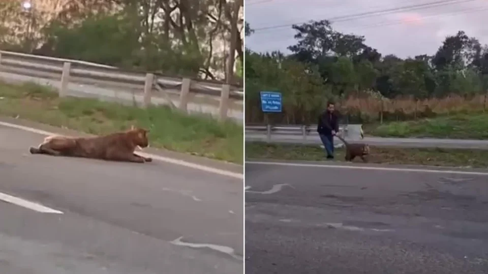 Vídeo mostra homem puxando onça-parda pelo rabo em rodovia de SP