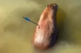 Capivara é resgatada com flecha cravada no corpo na Represa Guarapiranga; caso revolta moradores