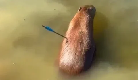 Capivara é resgatada com flecha cravada no corpo na Represa Guarapiranga; caso revolta moradores