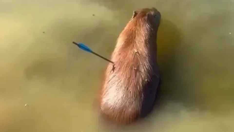 Capivara é resgatada com flecha cravada no corpo na Represa Guarapiranga; caso revolta moradores