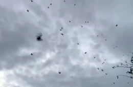 ‘Chuva de aranhas’ assusta moradores em cidade de Minas Gerais, mas fenômeno tem explicação; entenda