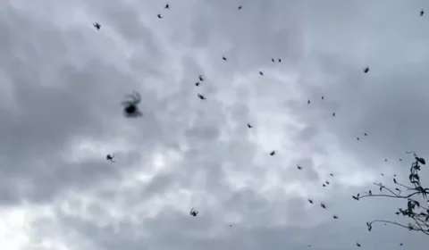 ‘Chuva de aranhas’ assusta moradores em cidade de Minas Gerais, mas fenômeno tem explicação; entenda